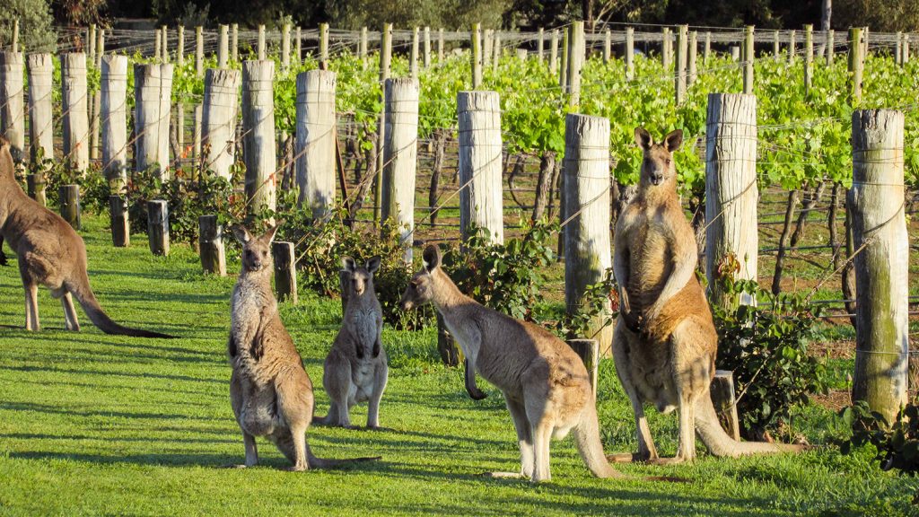 kangaroos in hunter valley vineyards kangaroos in hunter valley vineyards